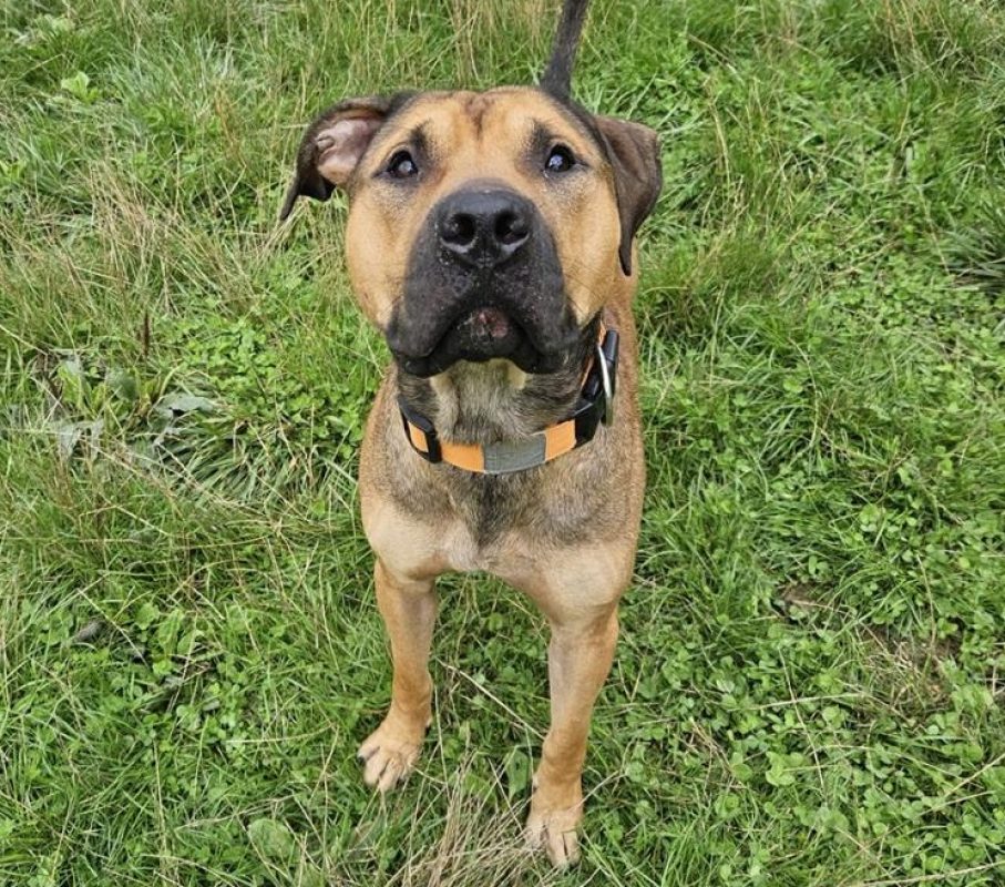 Sulky - Chien à adopter - photo 3