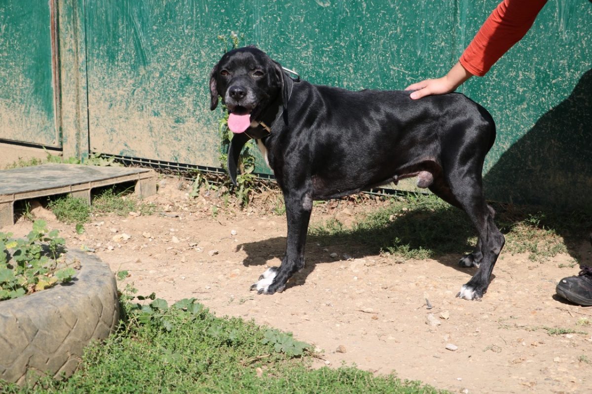 Jeff - Chien à adopter