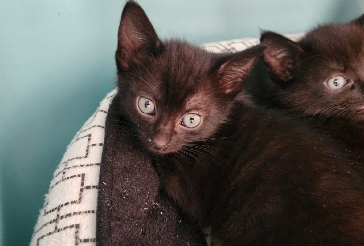 Flechette - Chat Européen à adopter