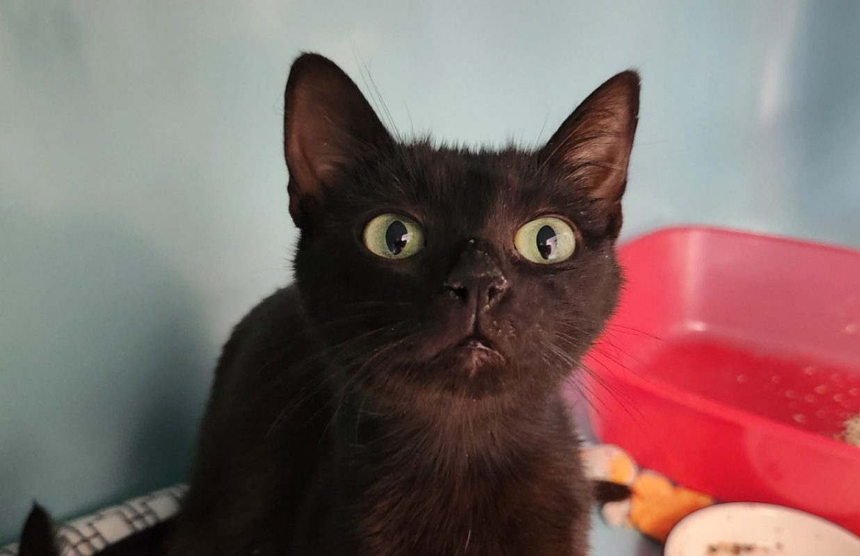 Molkkyne - Chat Européen à adopter