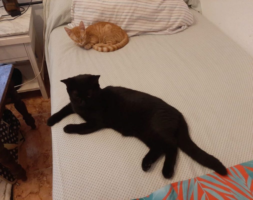 Alvin - Chat à adopter - photo 3