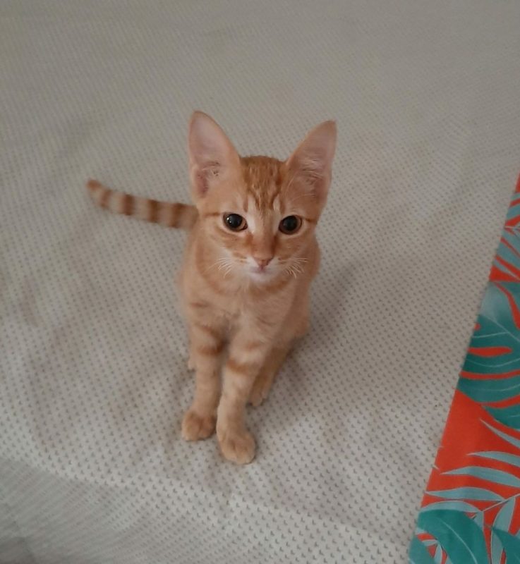 Alvin - Chat à adopter