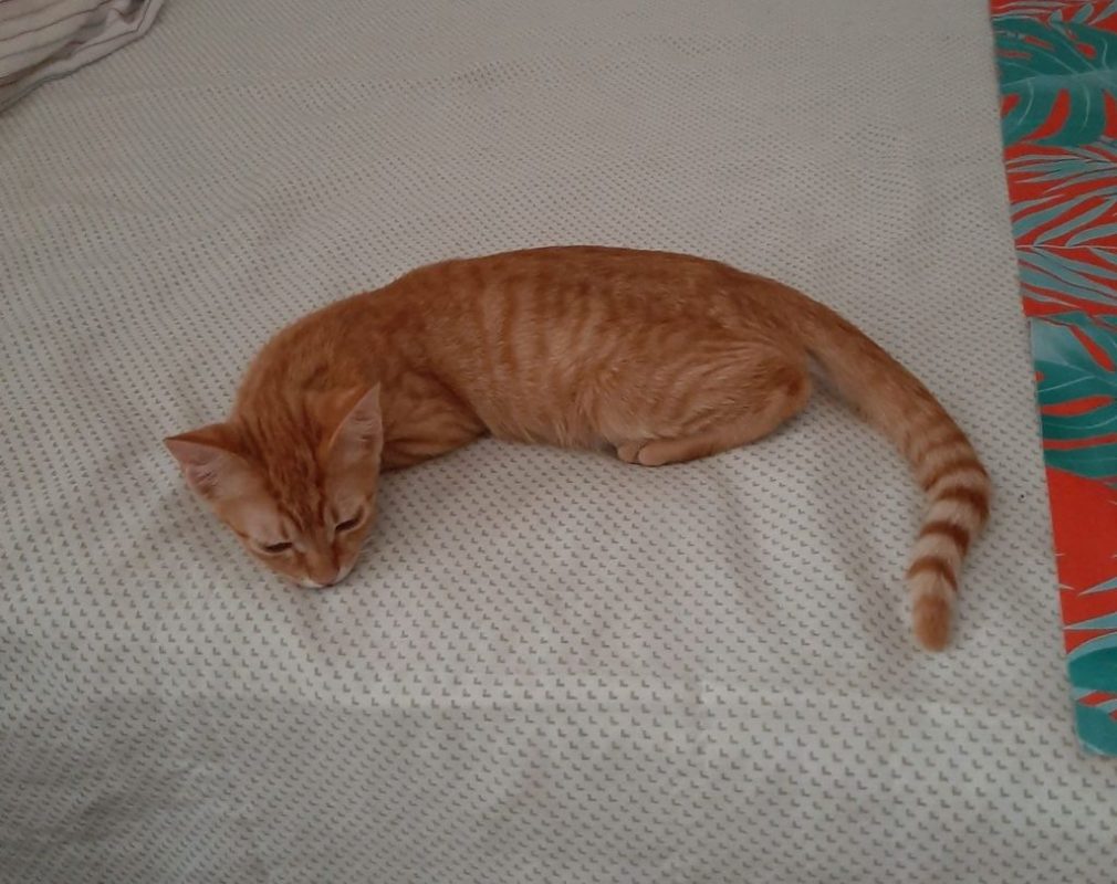 Alvin - Chat à adopter - photo 2