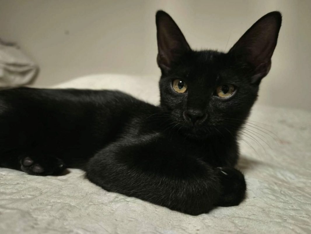 Nico - Chat à adopter - photo 2