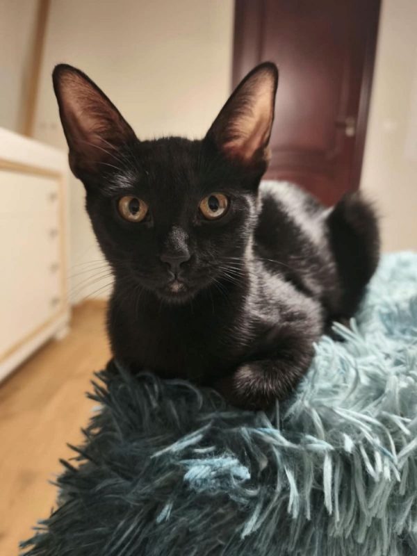 Nico - Chat à adopter - photo 3