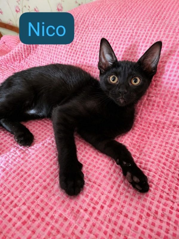 Nico - Chat à adopter