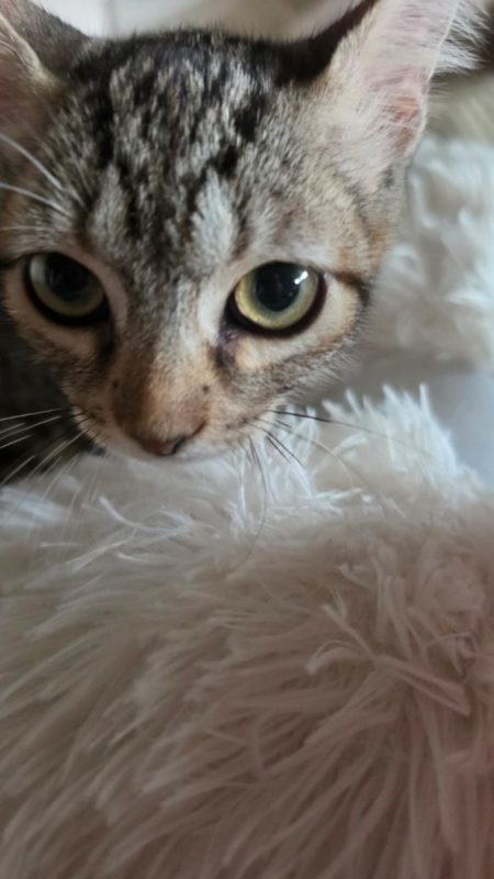 Titi - Chat à adopter - photo 5