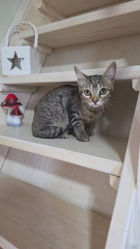 Titi - Chat à adopter - photo 2