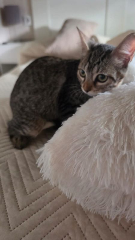 Titi - Chat à adopter - photo 4
