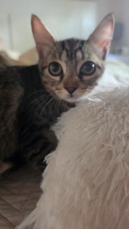 Titi - Chat à adopter - photo 6