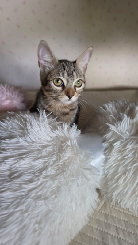 Titi - Chat à adopter - photo 3