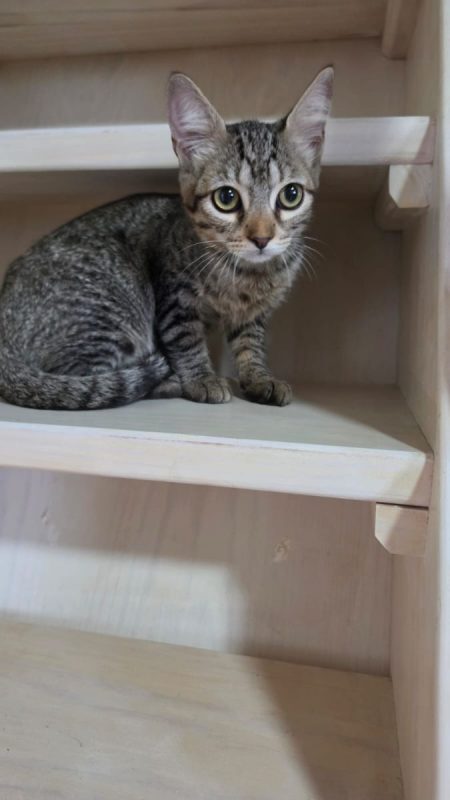 Titi - Chat à adopter