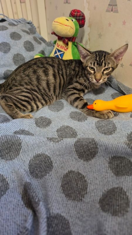 Pipo - Chat à adopter - photo 4