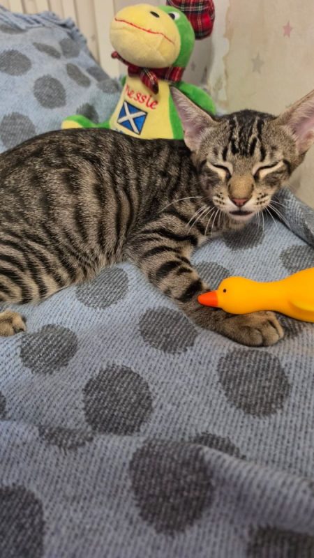 Pipo - Chat à adopter - photo 5