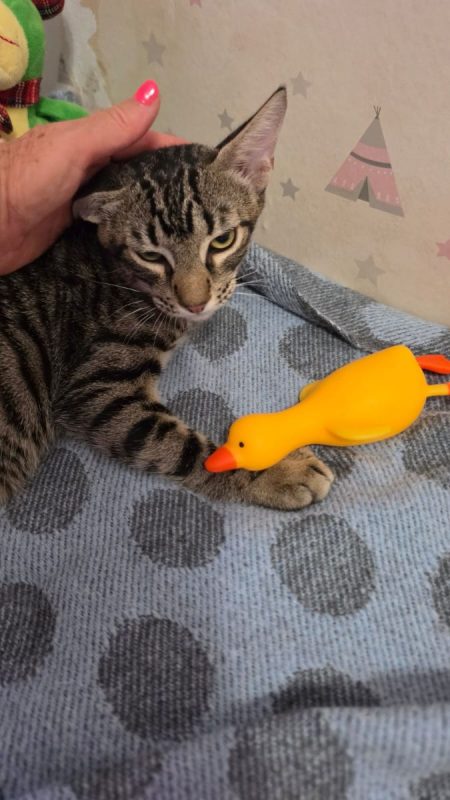 Pipo - Chat à adopter - photo 8