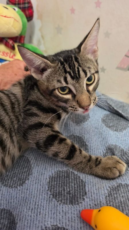 Pipo - Chat à adopter - photo 3