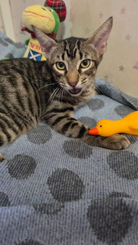 Pipo - Chat à adopter - photo 2