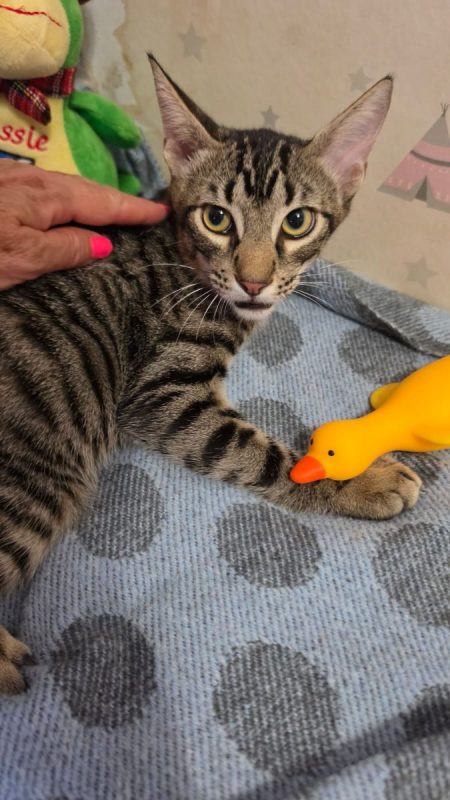 Pipo - Chat à adopter - photo 9