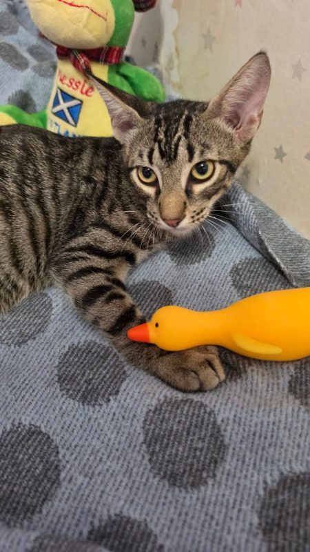 Pipo - Chat à adopter
