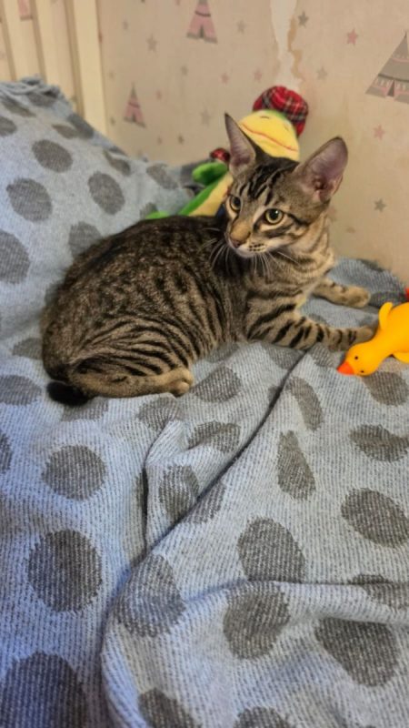 Pipo - Chat à adopter - photo 6