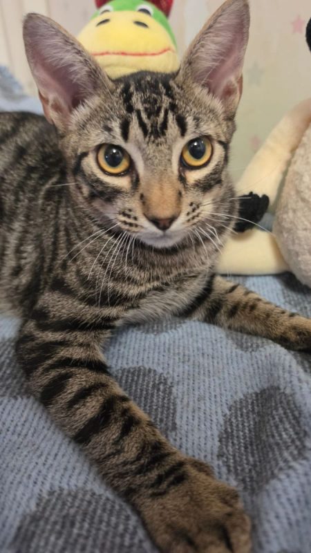 Picaro - Chat à adopter