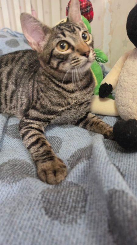 Picaro - Chat à adopter - photo 10