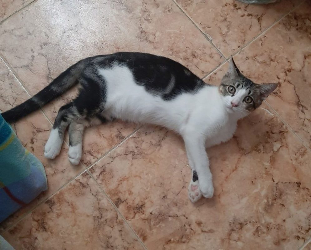 Oscar - Chat à adopter