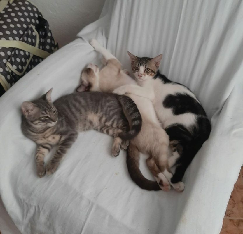 Oscar - Chat à adopter - photo 2
