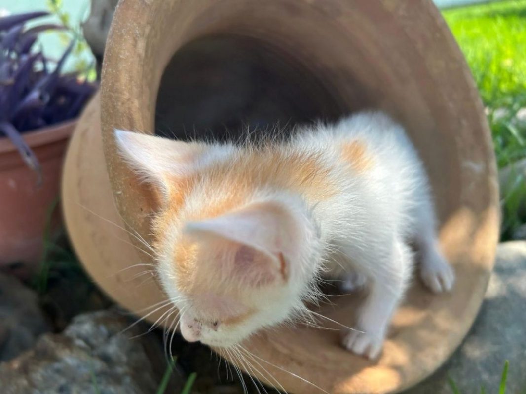 Nico roux et blanc - Chat à adopter - photo 3