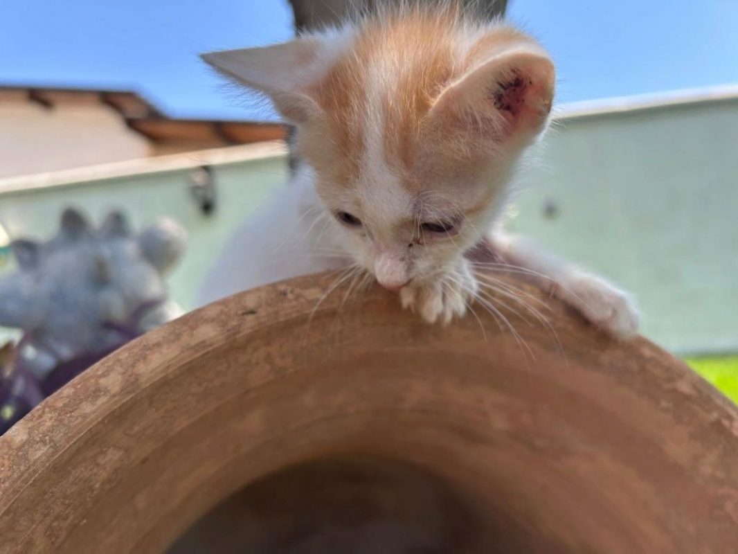 Nico roux et blanc - Chat à adopter - photo 8