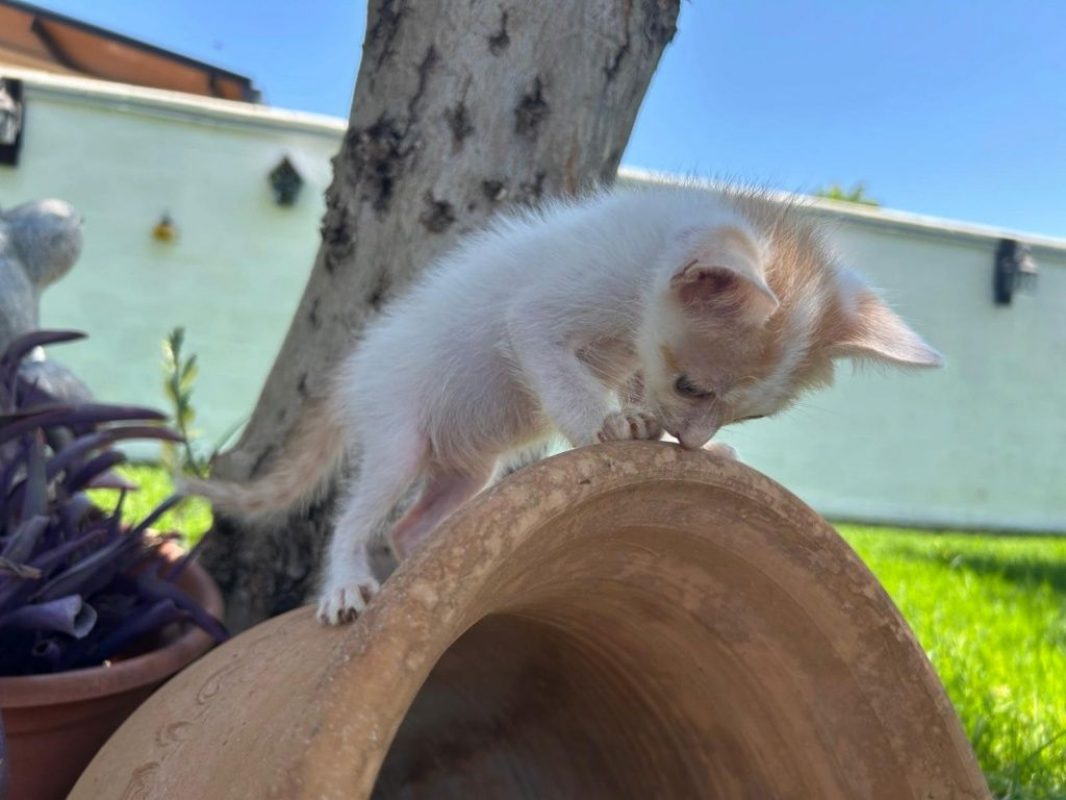 Nico roux et blanc - Chat à adopter - photo 9