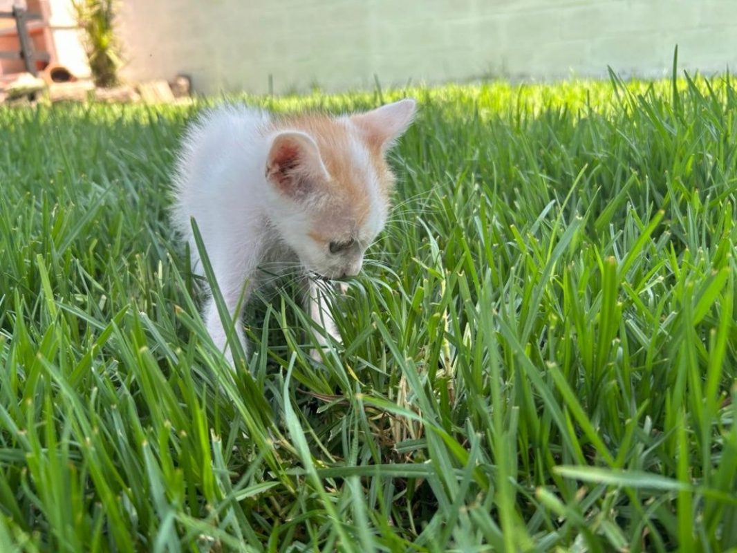 Nico roux et blanc - Chat à adopter - photo 7