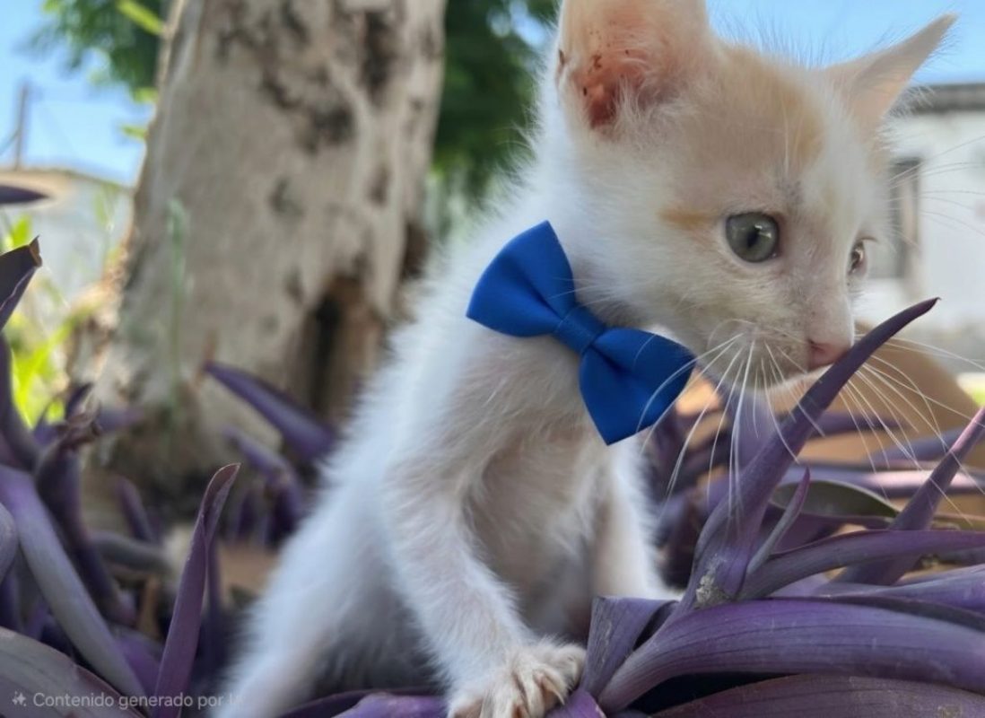 Nico roux et blanc - Chat à adopter - photo 4