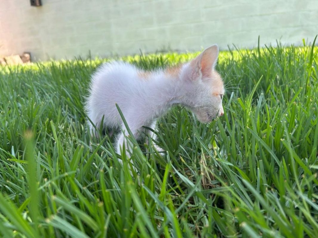 Nico roux et blanc - Chat à adopter - photo 5