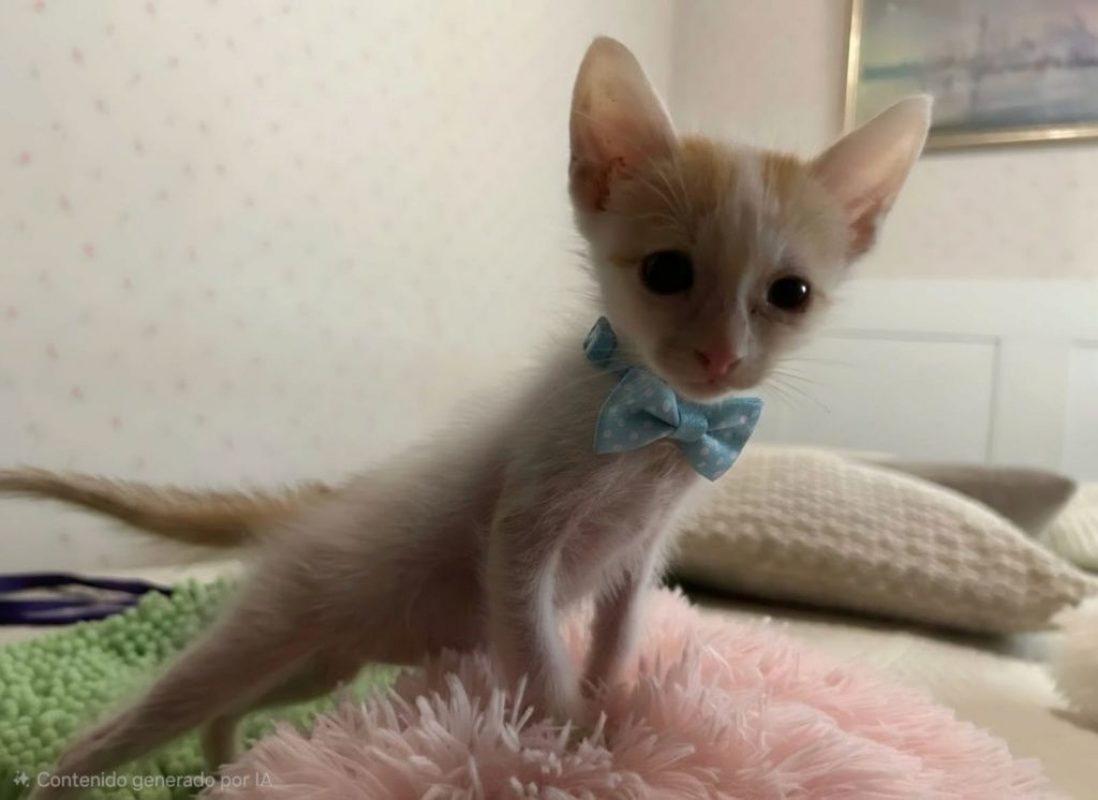 Nico roux et blanc - Chat à adopter - photo 2