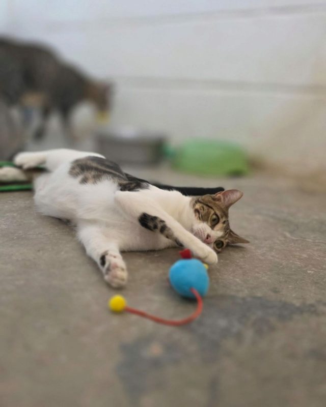 Floki - Chat à adopter - photo 2