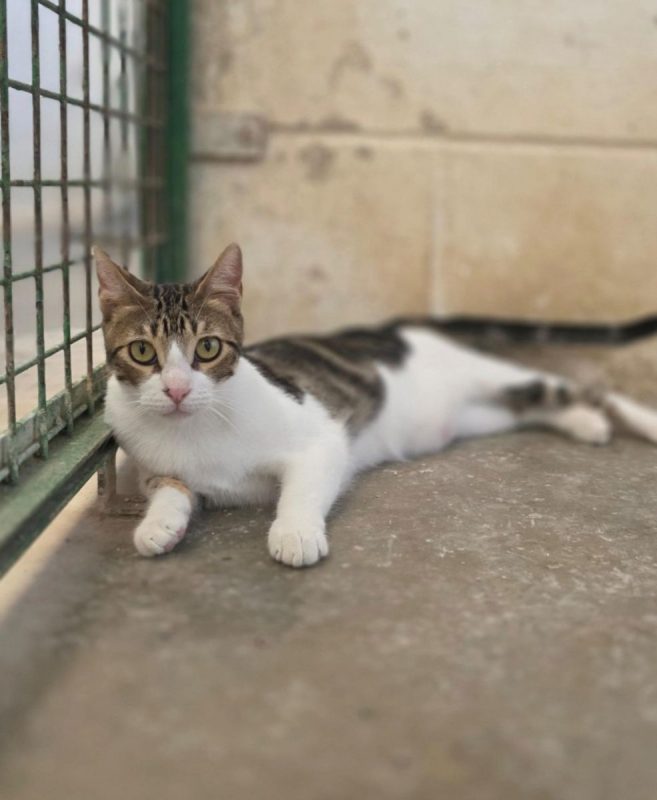 Floki - Chat à adopter