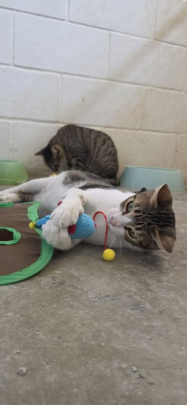 Floki - Chat à adopter - photo 4