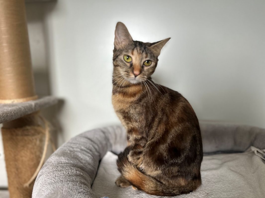Wendy - Chat Européen à adopter