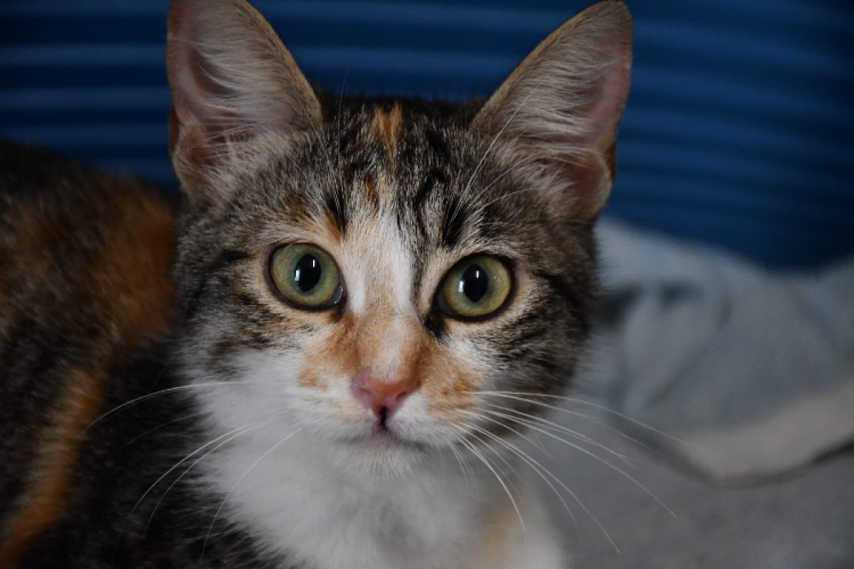 Pépite - Chat Européen à adopter