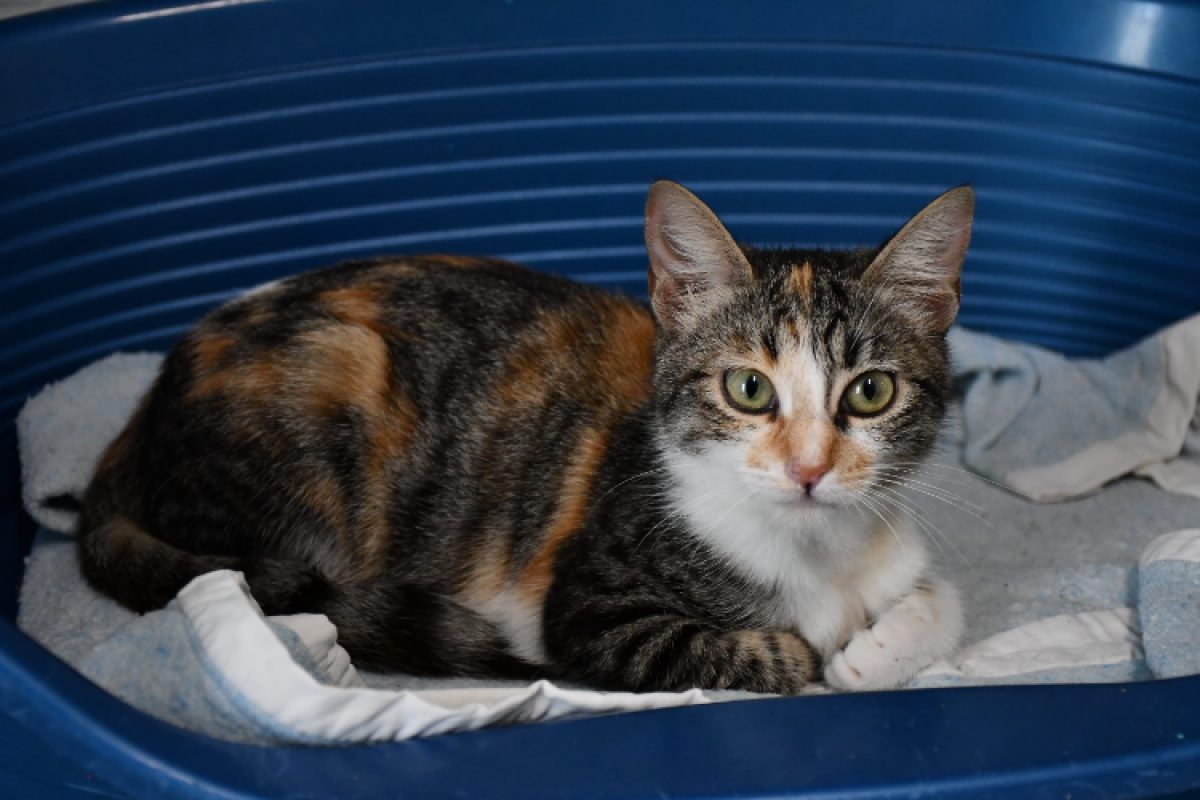 Pépite - Chat Européen à adopter - photo 2