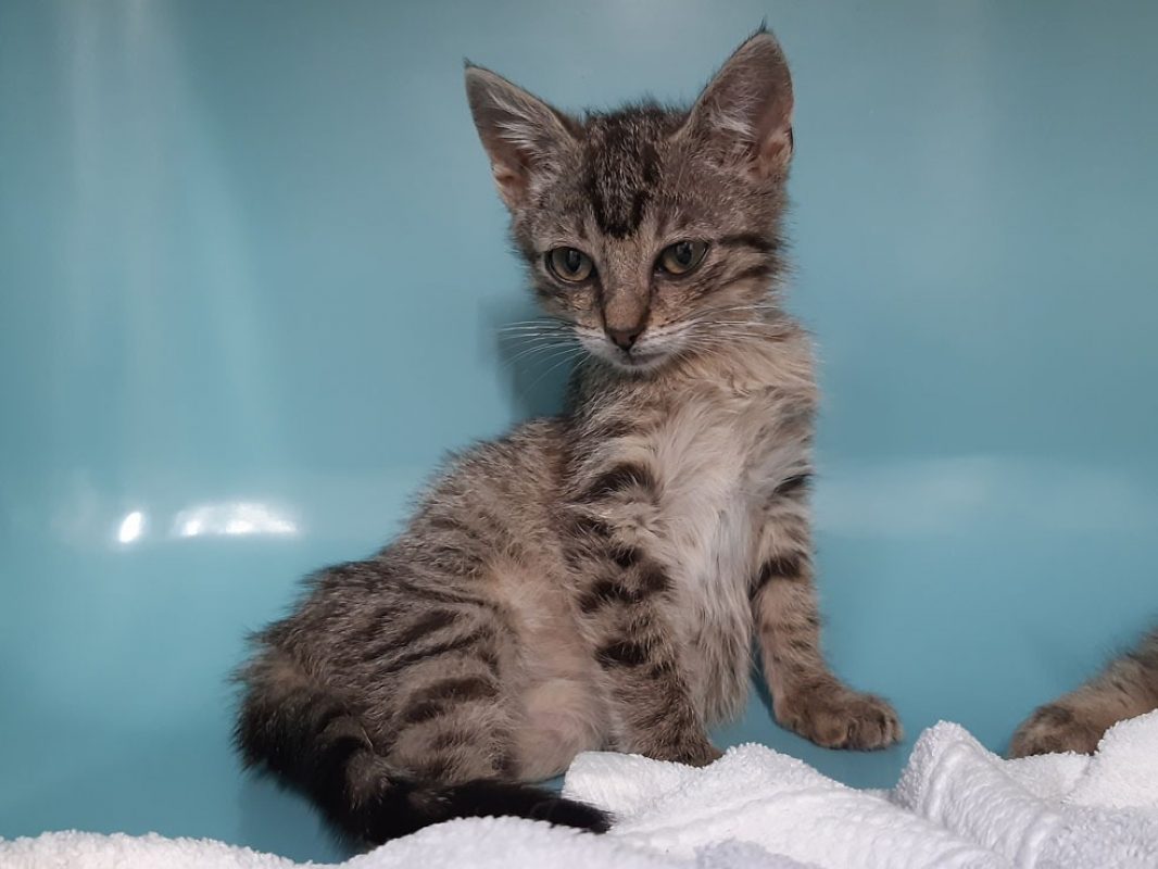 Cavally - Chat Européen à adopter