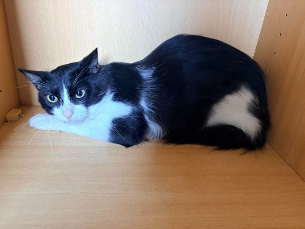 Kashu - Chat Européen à adopter