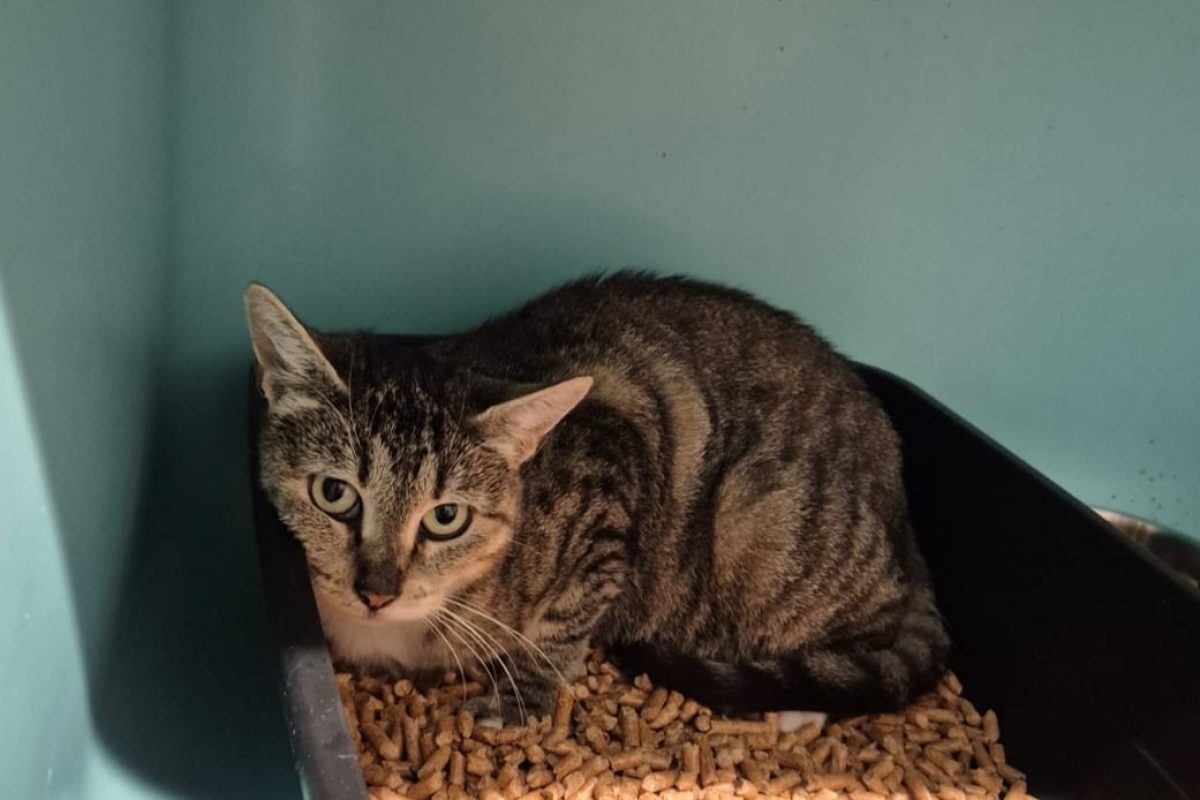 Mycène - Chat Européen à adopter