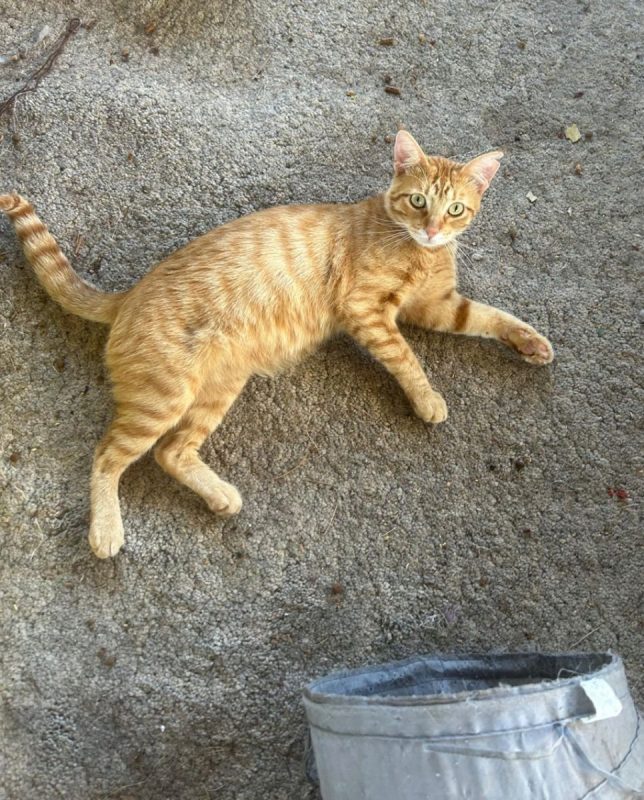 Tony - Chat à adopter - photo 5