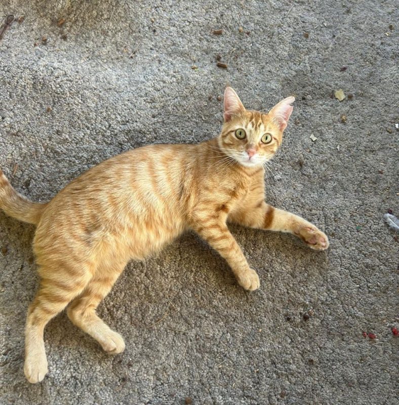 Tony - Chat à adopter