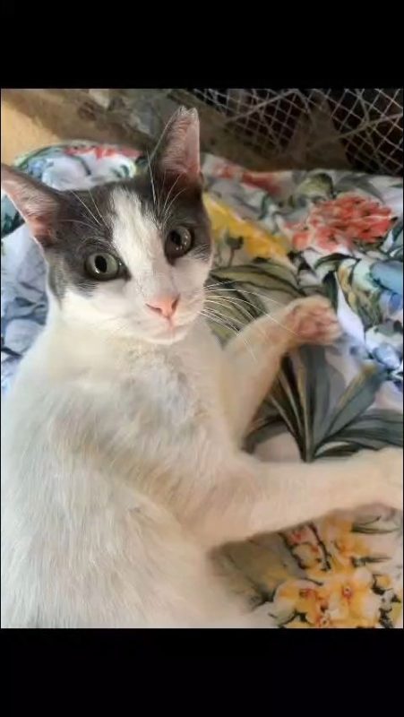 Dandy - Chat à adopter - photo 2