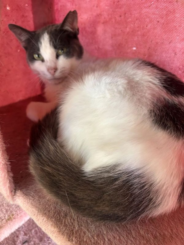 Dandy - Chat à adopter - photo 7