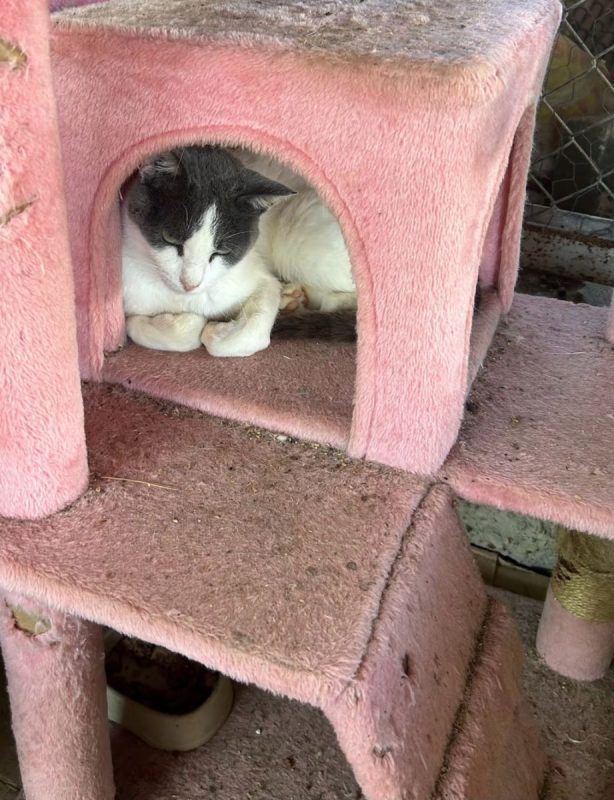 Dandy - Chat à adopter - photo 3