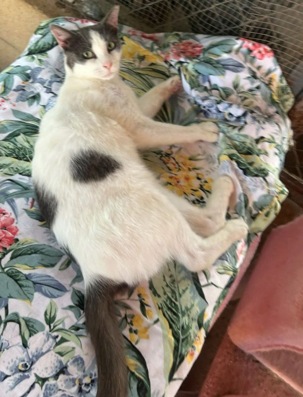 Dandy - Chat à adopter - photo 4